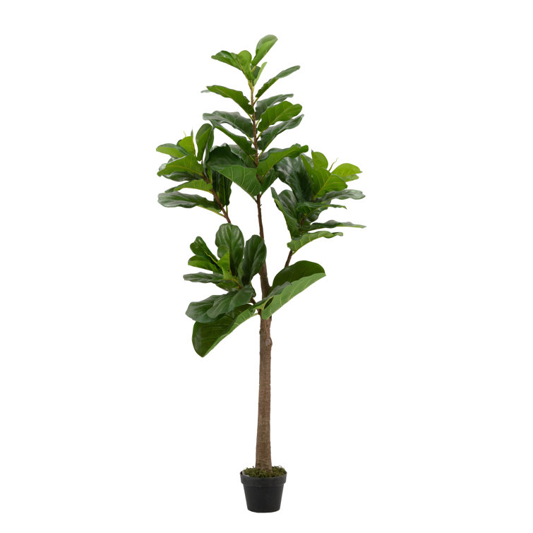 Primrue 70.9'' Faux Fiddle Leaf Fig Tree in Cement Pot Wayfair